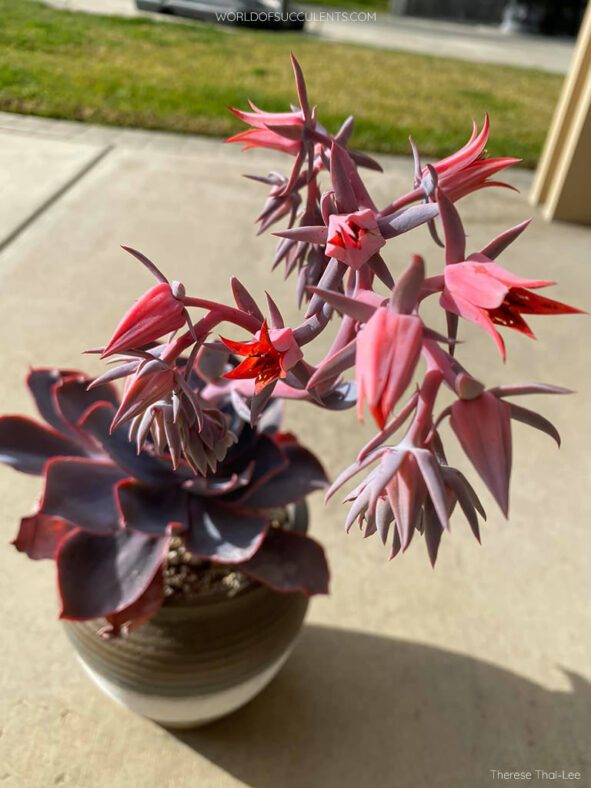 Echeveria 'Afterglow'