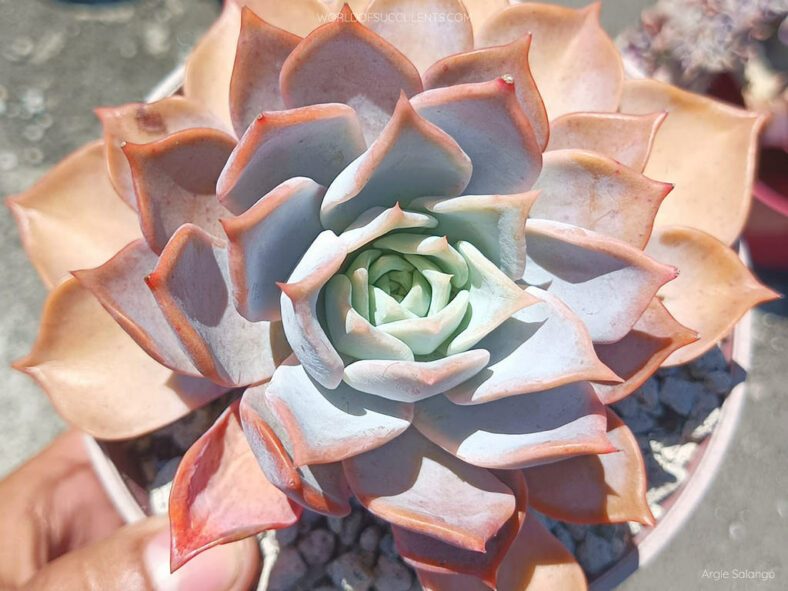 Echeveria 'Clarina'