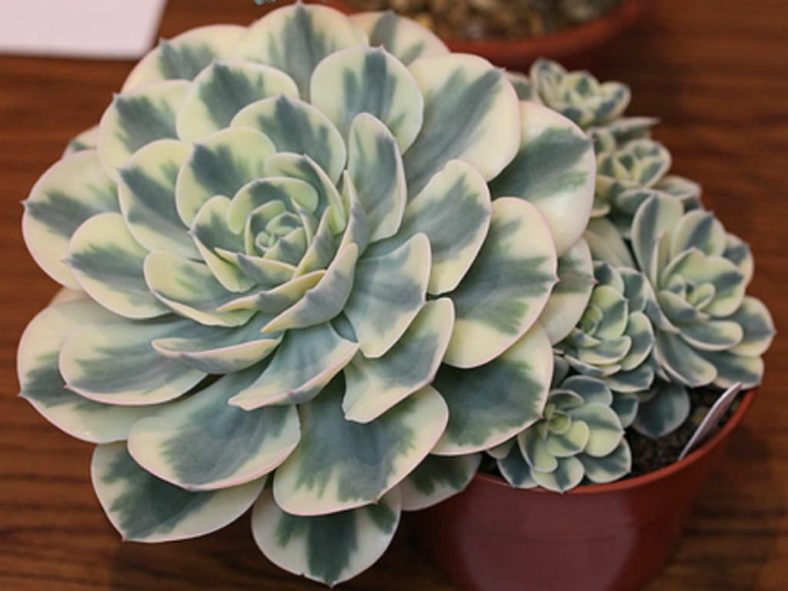 Echeveria 'Compton Carousel' (Variegated Hens and Chicks) aka Echeveria 'Lenore Dean'