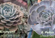 Phân biệt sen đá Echeveria runyonii và Echeveria 'Pollux'