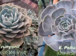 Phân biệt sen đá Echeveria runyonii và Echeveria 'Pollux'