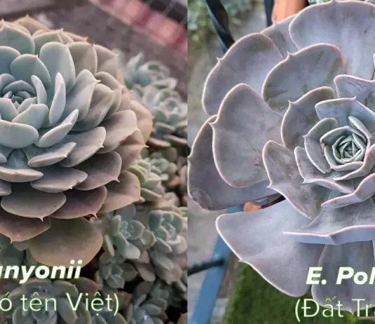 Phân biệt sen đá Echeveria runyonii và Echeveria 'Pollux'