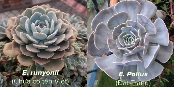 Phân biệt sen đá Echeveria runyonii và Echeveria 'Pollux'