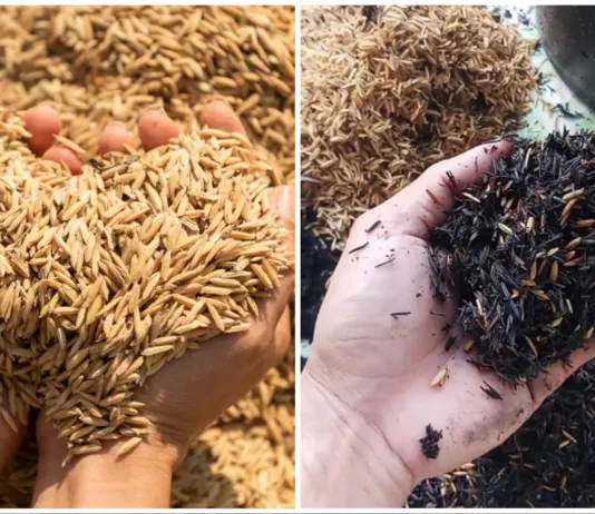 So sánh vỏ trấu thô và vỏ trấu hun
